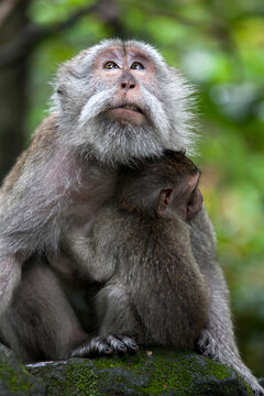 Macaque monkey in Sacred Monkey Forest.