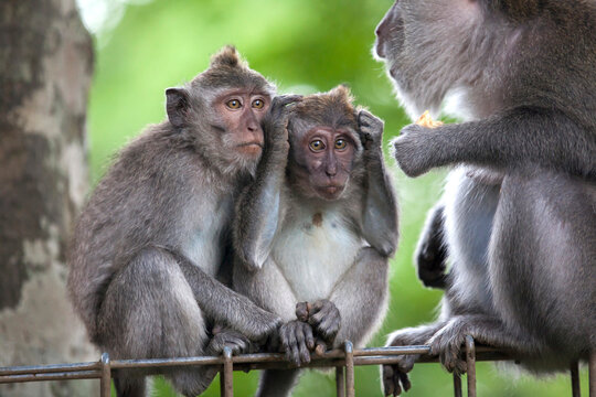 Macaque monkeys in Sacred Monkey Forest.