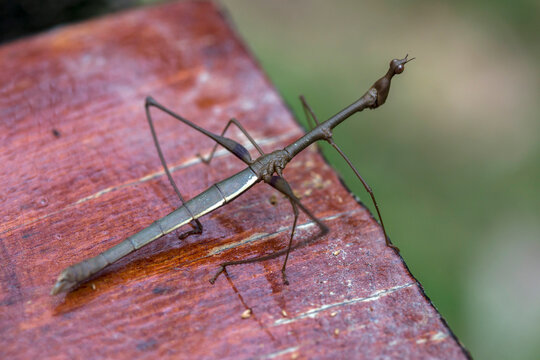 stick insect