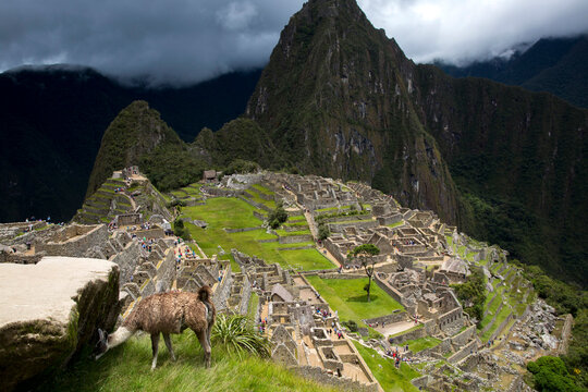 llama at Machu Pichu, Peru