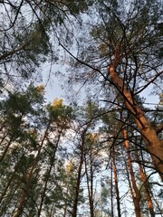trees in the forest
