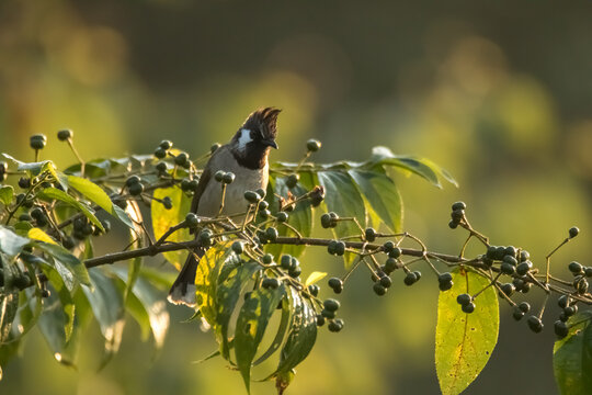 Himalayan white-cheeked bulbul on branch with fruits