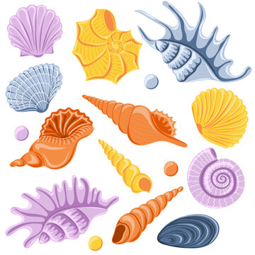 Set of different sea shells. Marine dwellers. Concept of sea and ocean life. Vector illustration