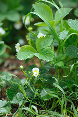 White strawberry flowers with green leaves on a May spring day with dew drops, raindrops