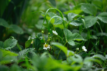 White strawberry flowers with green leaves on a May spring day with dew drops, raindrops