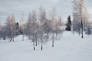 cultural landscape with trees at winter