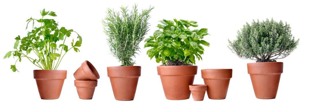 potted of aromatic plants in terra cotta pot on white background