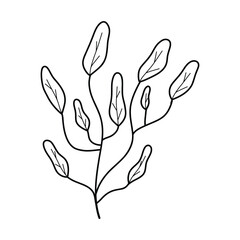 Seaweed in doodle style. Linear underwater plant. Vector illustration. Isolated algae.