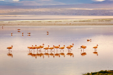 Laguna colorada, Red lake, with Flamingos and Volcanic landscape, Andes, Bolivia