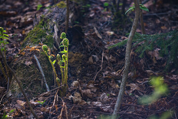 early spring in the forest, the awakening of nature. Close-up shoots of plants in spring through the fallen leaves of trees