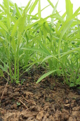 Green water spinach plants in growth at vegetable garden, vegetable in southeast asia, indonesia and China 
