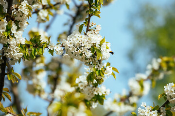 Branches of a blossoming sweet cherry tree, cherry tree with soft focus on a blue sky background and greenery of the tree. Beautiful floral image of a panoramic view of spring nature.