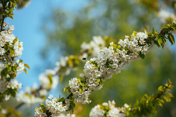 Branches of a blossoming sweet cherry tree, cherry tree with soft focus on a blue sky background and greenery of the tree. Beautiful floral image of a panoramic view of spring nature.