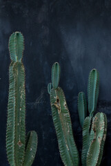 cactus on the black background 