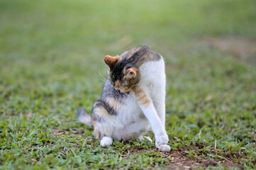 Fototapeta premium Tabby cat sitting outdoors in nature on the grass watching the garden 