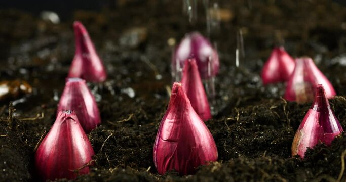 Watering the planted onion bulbs into the ground with water.