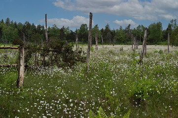 Wollgrasblüte im Wurzacher Ried