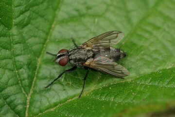 Closeup on a hairy European Tachinid fly Phorocera obscura sitting on a green leaf