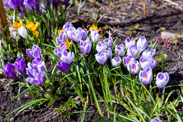 Beautiful Young flowers of purple crocus grow on a flowerbed in the early spring under a warm sun.Crocus white-gray delicate flower on a sunny day in early spring
