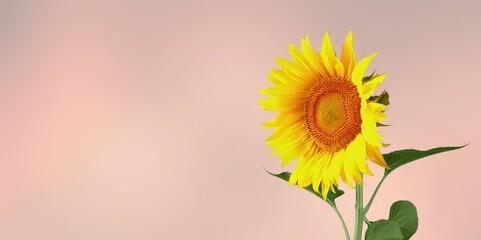 Beautiful fresh yellow sunflower flower