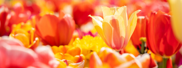 Close-up of panoramic panorama landscape of blooming tulips field illuminated by the sun in spring garden