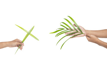 Human hand holding green palm leaves