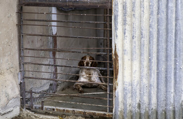 Caged and abused dog
