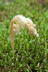 Parasitic plant Pinesap (False beech-drops, Hypopitys monotropa) in a pine forest