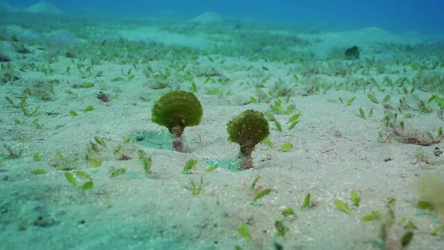 Solitary fan green seaweed (Avrainvillea erecta) on sandy bottom in daytime, Slow motion, Camera moving forwards approaching the the algae