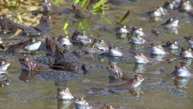 Lots of common frogs Rana temporaria during spawning in the spring between eggs. Animal in the nature habitat. European nature in spring
