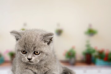 Cute young domestic cat posing