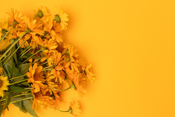 Bouquet of arnica flowers on a yellow background. Place for text.
