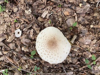 Wild Mushroom
