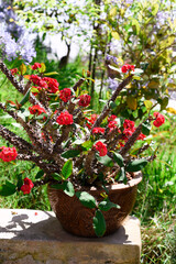 Euphorbia milii, the crown of thorns, Christ plant, or Christ thorn growing in Vietnam