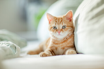 jung kleine rote Katze im Schlafzimmer, liegt im Bett und ist entspannt, 