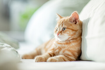 jung kleine rote Katze im Schlafzimmer, liegt im Bett und ist entspannt, Gemütlichkeit