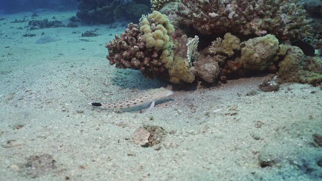 Sandperch fish lies on the sandy bottom next to the coral reef, slow motion. Camera moving forwards approaching Speckled Sandperch or Blacktail grubfish (Parapercis hexophtalma) lying on the sand