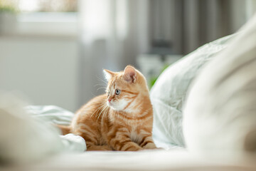 jung kleine rote Katze im Schlafzimmer, liegt im Bett und ist entspannt, 
