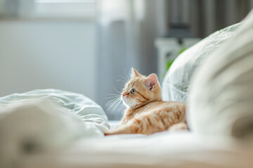 jung kleine rote Katze im Schlafzimmer, liegt im Bett und ist entspannt