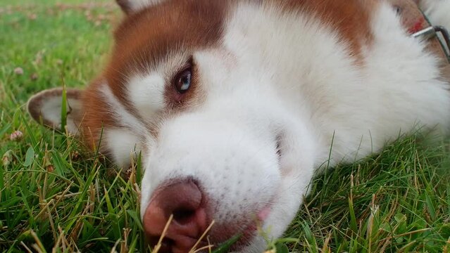 Husky dog on the green grass, hot weather for the pet. Motion on the meadow, happy dog. Food for dogs advertisement