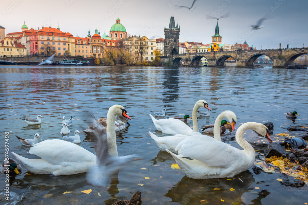 Wall mural Group of Swans floating on Vltava river of Prague at sunrise, Czech Republic - Wall murals