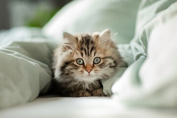 Katze, Kitten  ist im Schlafzimmer und wartet im Bett auf ihren Besitzer zum morgendlichen kuscheln