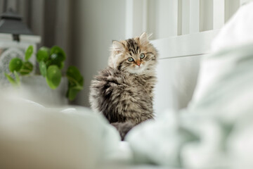 Katze, Kitten  ist im Schlafzimmer und wartet im Bett auf ihren Besitzer zum morgendlichen kuscheln