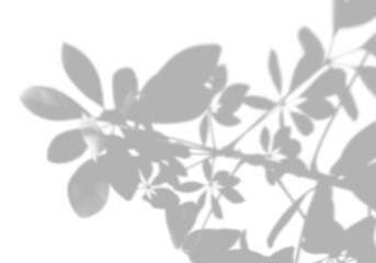 Summer background shadows from the indoor tree of happiness on a white wall. White and black background for overlay on mockup