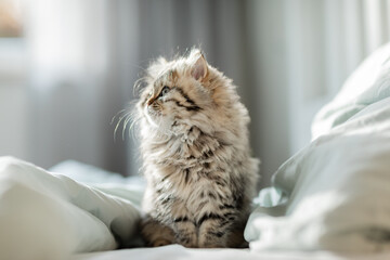 Katze, Kitten  ist im Schlafzimmer und wartet im Bett auf ihren Besitzer zum morgendlichen kuscheln