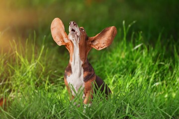 cute young smart dog pet posing