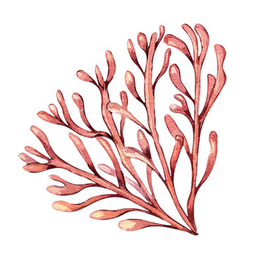Sea plant watercolor illustration isolated on white background. Single pink agar agar seaweed, phyllophora hand drawn. Design element for package, label, advertising, wrapping, marine collection.