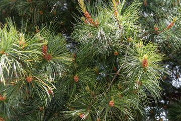 Branches of Korean cedar (Korean pine). In folk medicine, pine needles are used as a vitamin and...