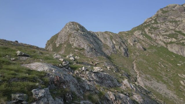 Couple of wild chamois near Benigni retreat in Val Brembana - Bergamo - Italy. Amazing aerial view of Orobie. Great green mountain landscape.  