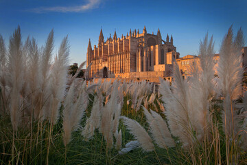 Cathedral of Palma de Mallorca Spain in sunset. Eveninglight. Twilight. Church. 